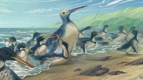 Biggest penguin in history was 'monster bird,' weighed over 300 pounds