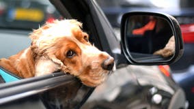 Florida bill would ban dogs from sticking their heads out car windows