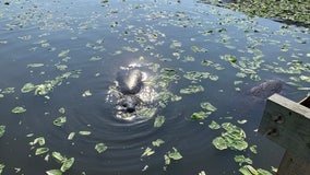 Florida Wildlife Commission feeds manatees near Cocoa FPL plant