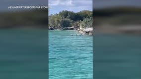 Dog vs shark: Standoff thrills tourists on Bahamas boat tour