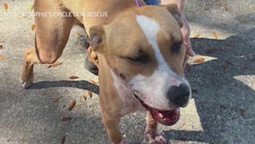 Dog rescued after getting shot twice in face, left at Florida gas station