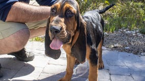 Help name the Brevard Zoo's new bloodhound puppy