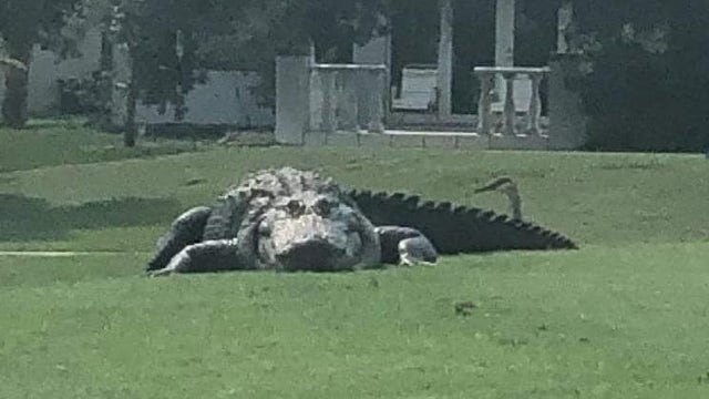 Massive alligator spotted at Florida golf course goes viral
