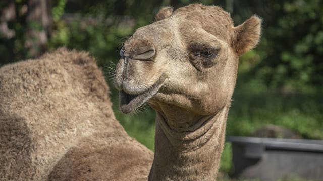 Brevard Zoo's beloved Sammy the camel unexpectedly dies