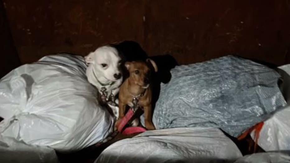 d532e7aa-puppies.jpg