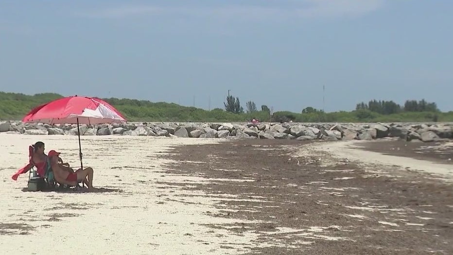 WOFL Seaweed sargassum