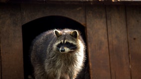 Rabid raccoon prompts rabies alert for parts of Brevard County: DOH