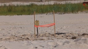 Florida’s sea turtle season begins but some nests already dot the landscape