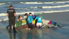 Whale stranded at Flagler Beach on Florida's Atlantic Coast dies after multiple rescue attempts