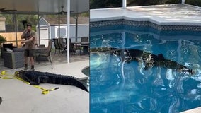 11-foot, 400-pound alligator found in Florida woman's pool