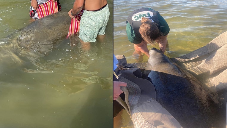 FWC manatee rescues