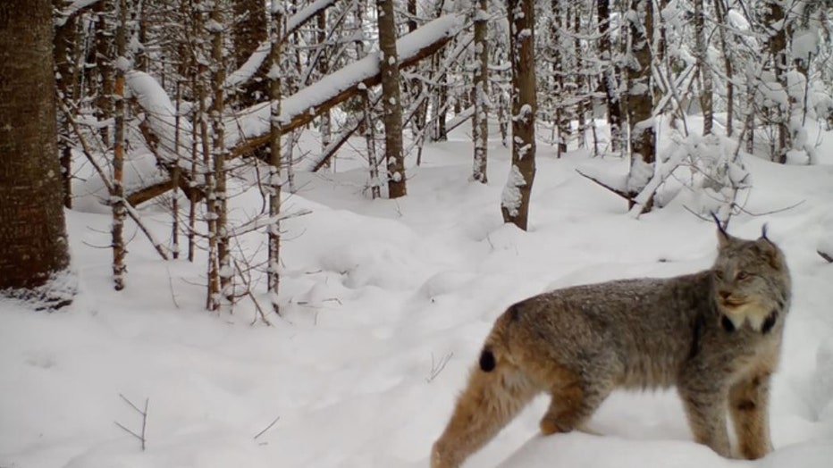 Maine Lynx