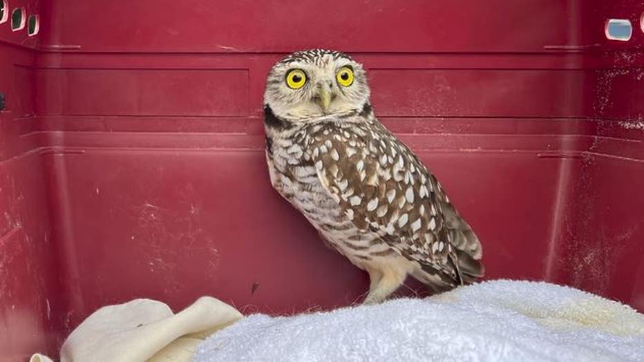 owl1.jpg