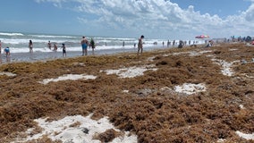 Massive sargassum seaweed covers Central Florida beaches