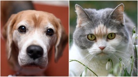 These US states prefer dogs over cats: new report