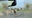 Cows escape trailer, race down busy stretch of U.S. 192 in Kissimmee