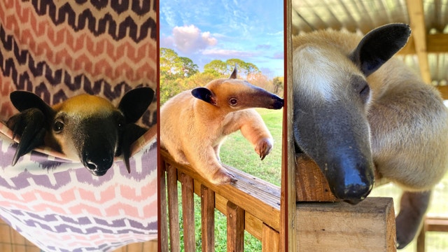 Florida wildlife preserve rushes beloved anteater to UF veterinarians for care