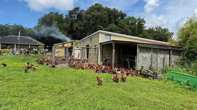Fire rips through Florida chicken coop in Orange County