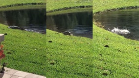 VIDEO: Alligator brutally attacks snake in Florida couple's backyard