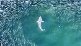 Drone video captures shark hunting off Long Island beach