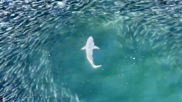 Drone video captures shark hunting off Long Island beach