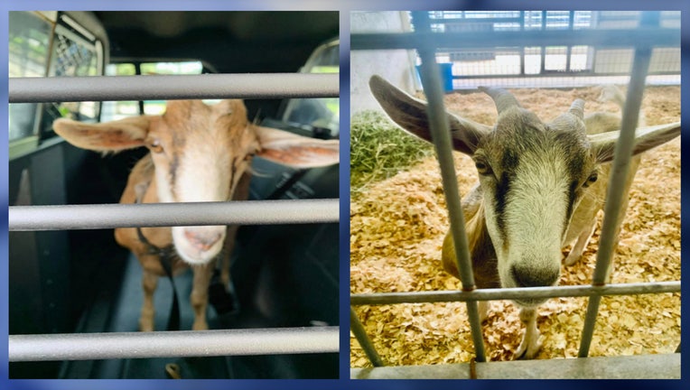 WOFL-gainesville-goats.jpg