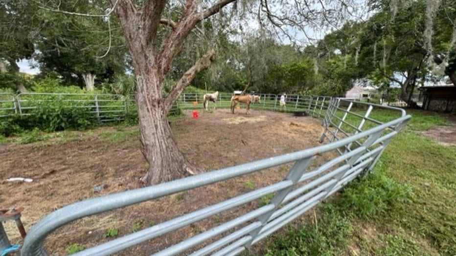 EMACIATED-HORSES-3.jpg
