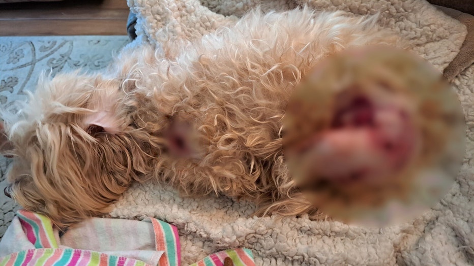 WOFL-Melbourne-woman-and-dog-mauled-by-dogs2.jpg