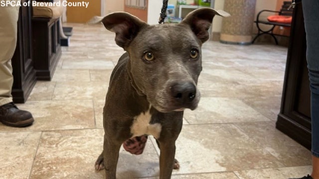 ‘It was so massive’: 6.3-pound tumor removed from stray dog's leg