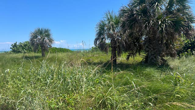 Woman's body found in brush at Satellite Beach park, police say