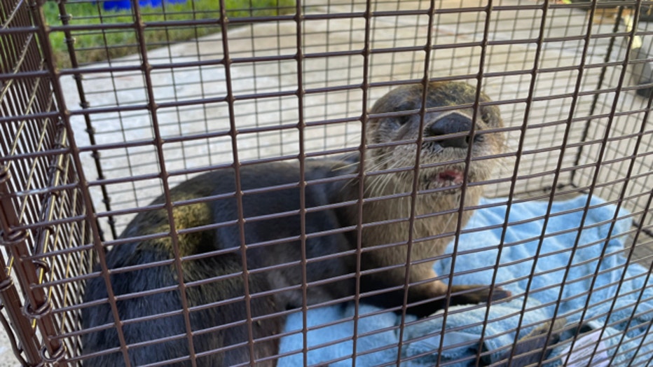 Otter-1.jpg