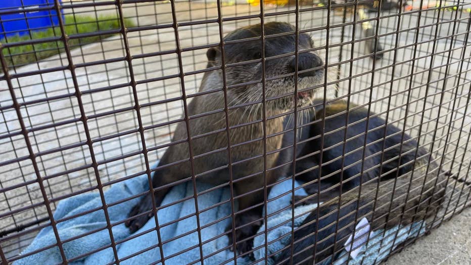 Otter-2.jpg