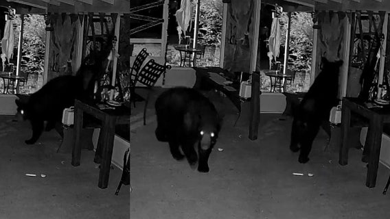 'We live in fear': Lake County family battles persistent bears breaking into home 'every other night'