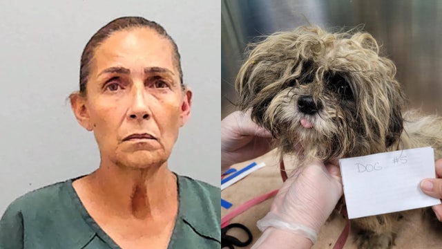 Florida woman arrested for abandoning 9 dogs in field because 'she couldn't handle them anymore': deputies