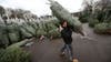 Christmas tree prices up 10% since last year, American Christmas Tree Association says
