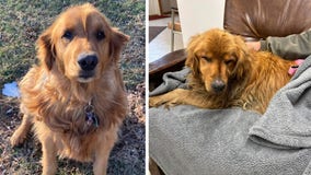 Missing golden retriever found safe after being gone for nearly 5 months
