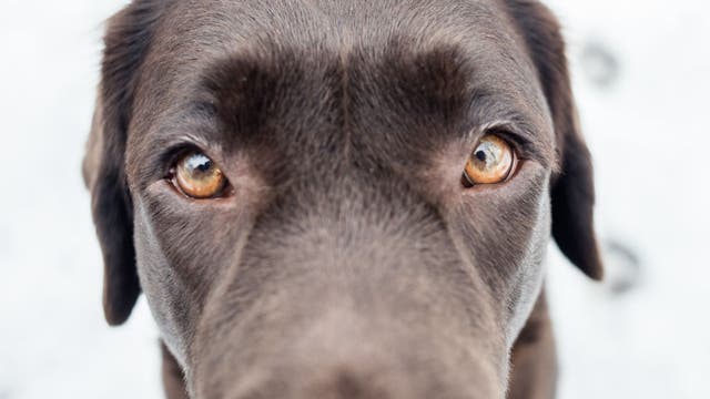 Florida dog bars ruling put on hold