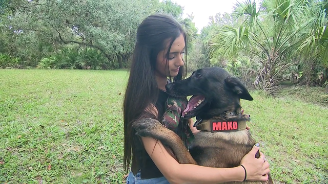 Explosives detection K-9 recovers after surviving alligator attack: 'He still loves to work'