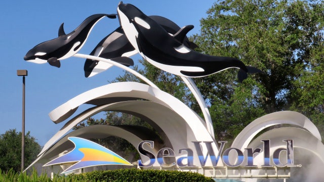 Florida woman sues SeaWorld after large palm tree branch falls on her during wedding, lawsuit says