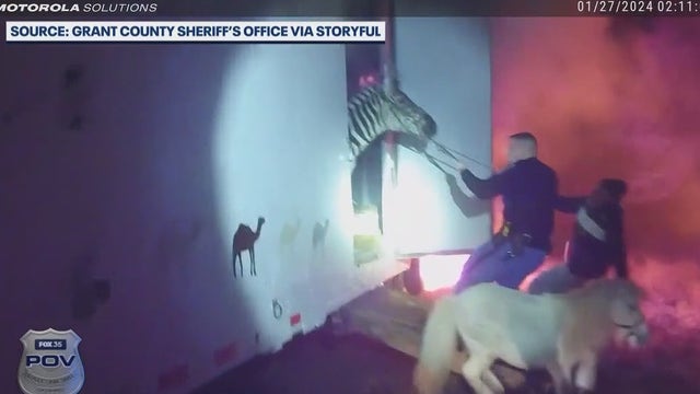 Zebra, camels, mini-horse named 'Sebastian' rescued from fiery, smoke-filled semi-truck