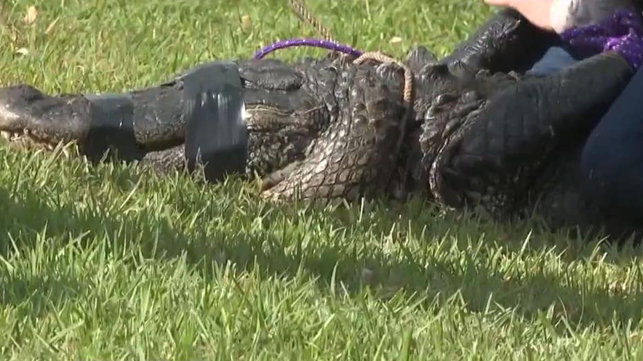 845c504c-gator-lawsuit-1.jpg