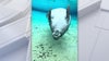 VIDEO: Mesmerizing Florida manatee does twirls for diver