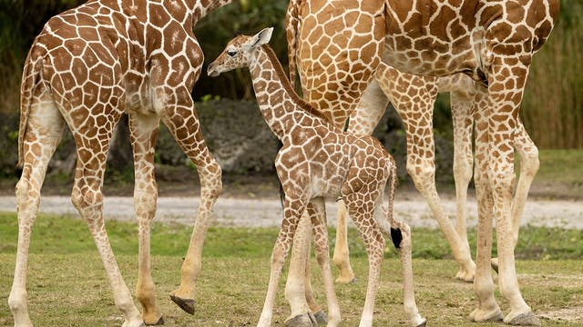 Baby giraffe found dead with broken neck at Florida zoo: 'Devastating'