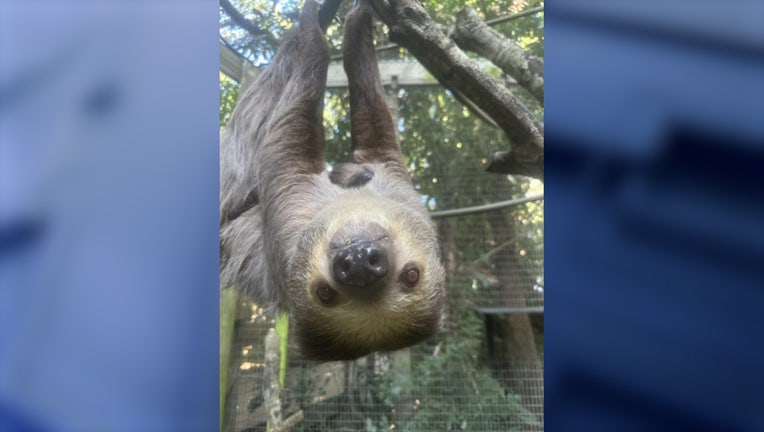 WOFL-Baby-sloth.jpg
