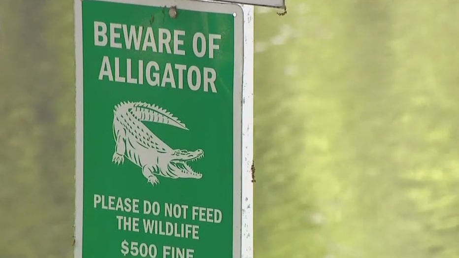 WOFL-alligator-attacks-fisherman-in-Leesburg.jpg