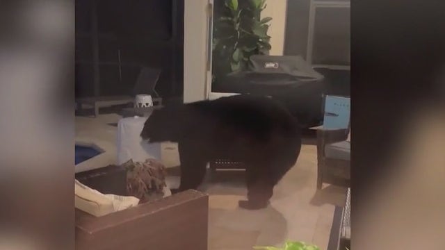 VIDEO: 3-legged black bear breaks into Florida home, raids family's fridge