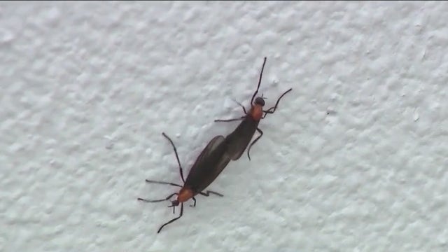 Where are the love bugs? Researchers stumped over significant decline of insects