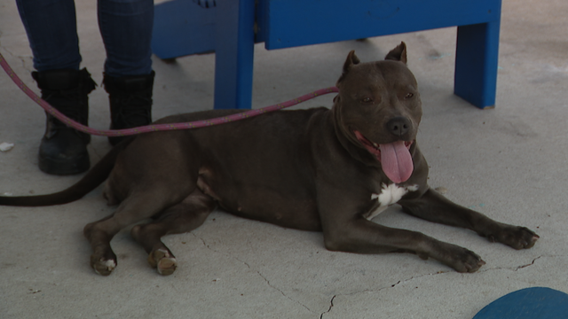 Pit bull recovering as owner remains in jail for allegedly beating her with a chain