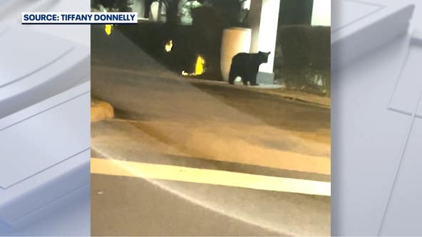 Bears caught on camera walking around Mount Dora apartment complex