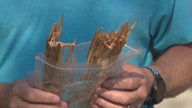 Formosan termites hit homes in Central Florida as exterminators respond to spike in calls